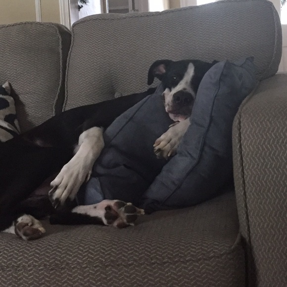 Meet your Posher, Jasmine - Picture 1 of 1