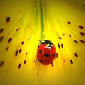 Meet your Posher, Diane