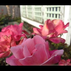 Meet your Posher, Audrey