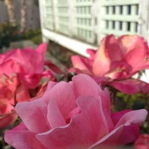 Meet your Posher, Audrey