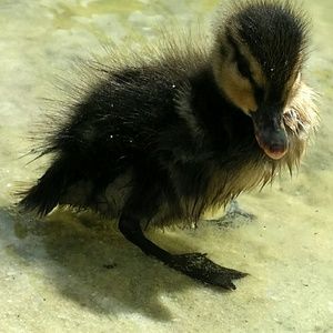 Meet your Posher, Ben