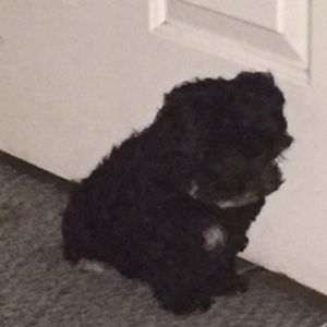 Meet your Posher, Pedro