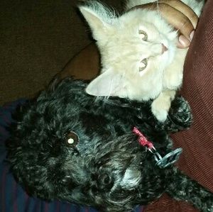 Meet your Posher, Lashonda