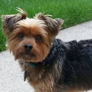 Meet your Posher, Susan