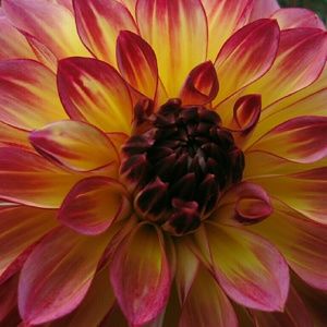 Meet your Posher, Regina