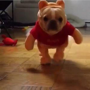 Meet your Posher, Maya