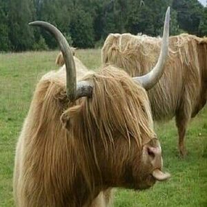 Meet your Posher, Loretta