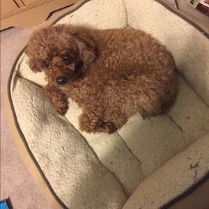 Meet your Posher, Jen