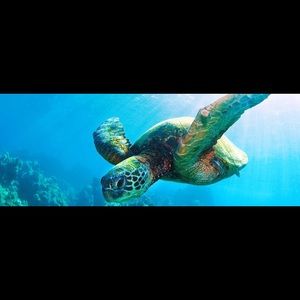 Meet your Posher, Mel