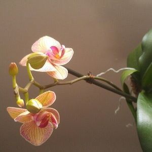 Meet your Posher, Duana