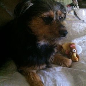 Meet your Posher, Lucy