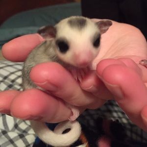 Meet your Posher, Samantha