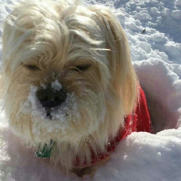 Meet your Posher, Angelica - Picture 2 of 3