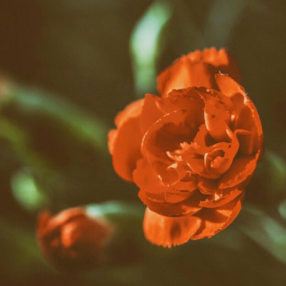 Meet your Posher, Melvenia - Picture 1 of 1