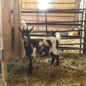 Meet your Posher, Raquel