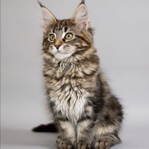 Meet your Posher, Tristan