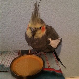 Meet your Posher, Robin