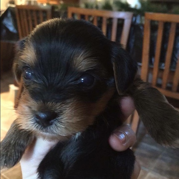 Meet your Posher, Kaley - Picture 1 of 1