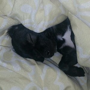 Meet your Posher, Tanna