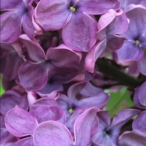 Meet your Posher, Jocelyn