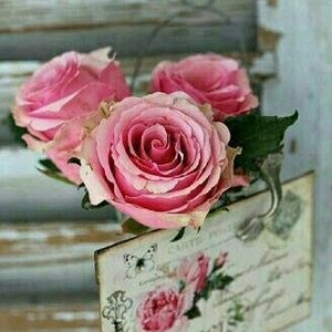 Meet your Posher, Mawadah