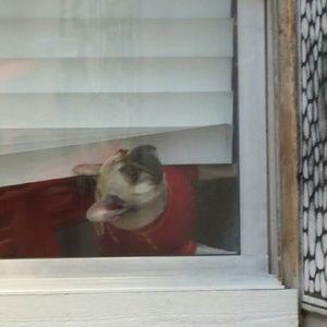 Meet your Posher, Roy