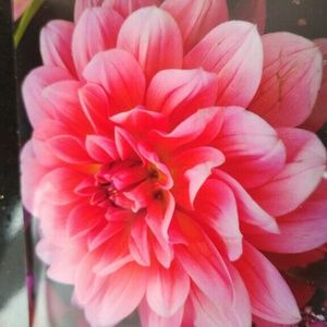 Meet your Posher, Summer