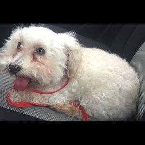 Meet your Posher, Brandy