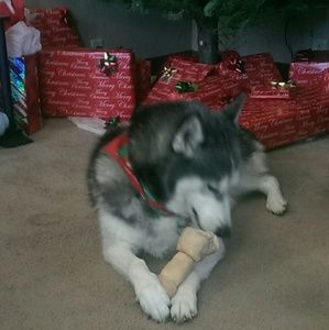 Meet your Posher, Jodie