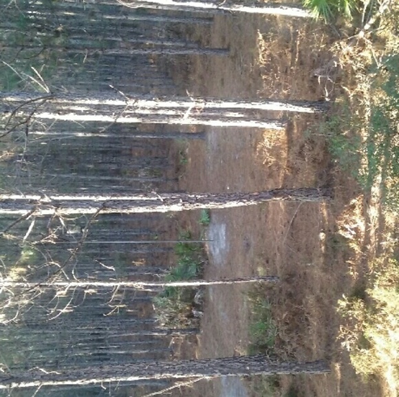 Meet your Posher, Savannah - Picture 1 of 1