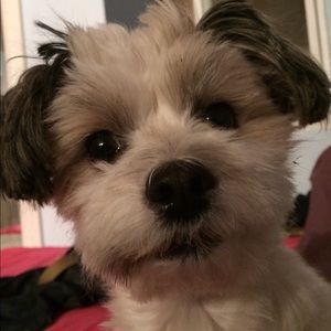 Meet your Posher, Tiffany