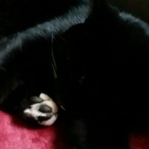 Meet your Posher, Tom