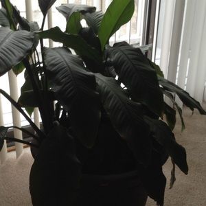 Meet your Posher, Sharon