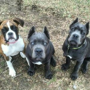 Meet your Posher, David