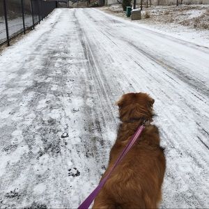 Meet your Posher, Ichha