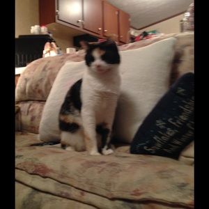 Meet your Posher, Ginny