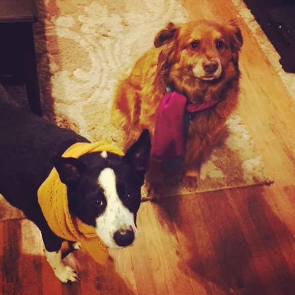 Meet your Posher, Brittany - Picture 2 of 2