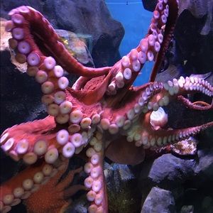 Meet your Posher, Jacob