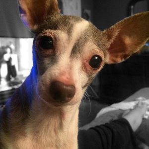 Meet your Posher, Liz