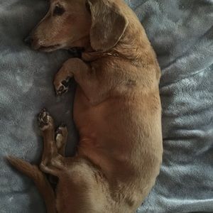 Meet your Posher, Holly