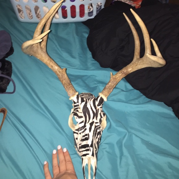 Zebra deer skull