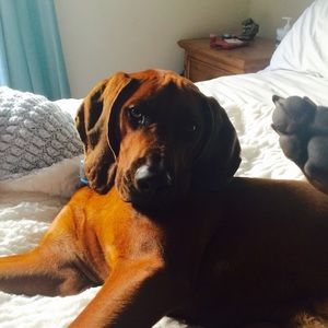 Meet your Posher, Heidi