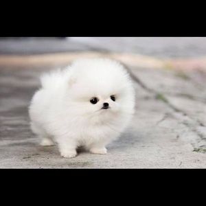 Meet your Posher, Phebe