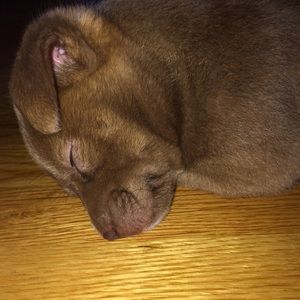 Meet your Posher, Hannah