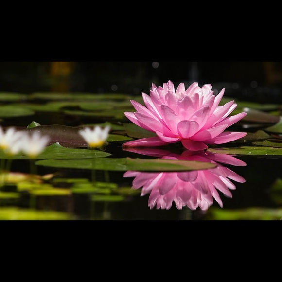 Meet your Posher, Mona