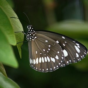 Meet your Posher, Dawn