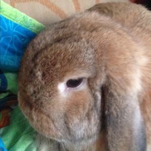 Meet your Posher, Sydney