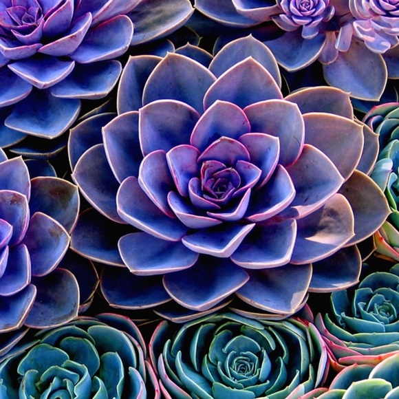 Meet your Posher, Pauline - Picture 2 of 5