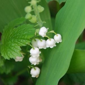 Meet your Posher, Chau