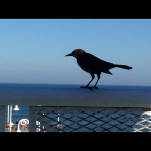 Meet your Posher, Geneva